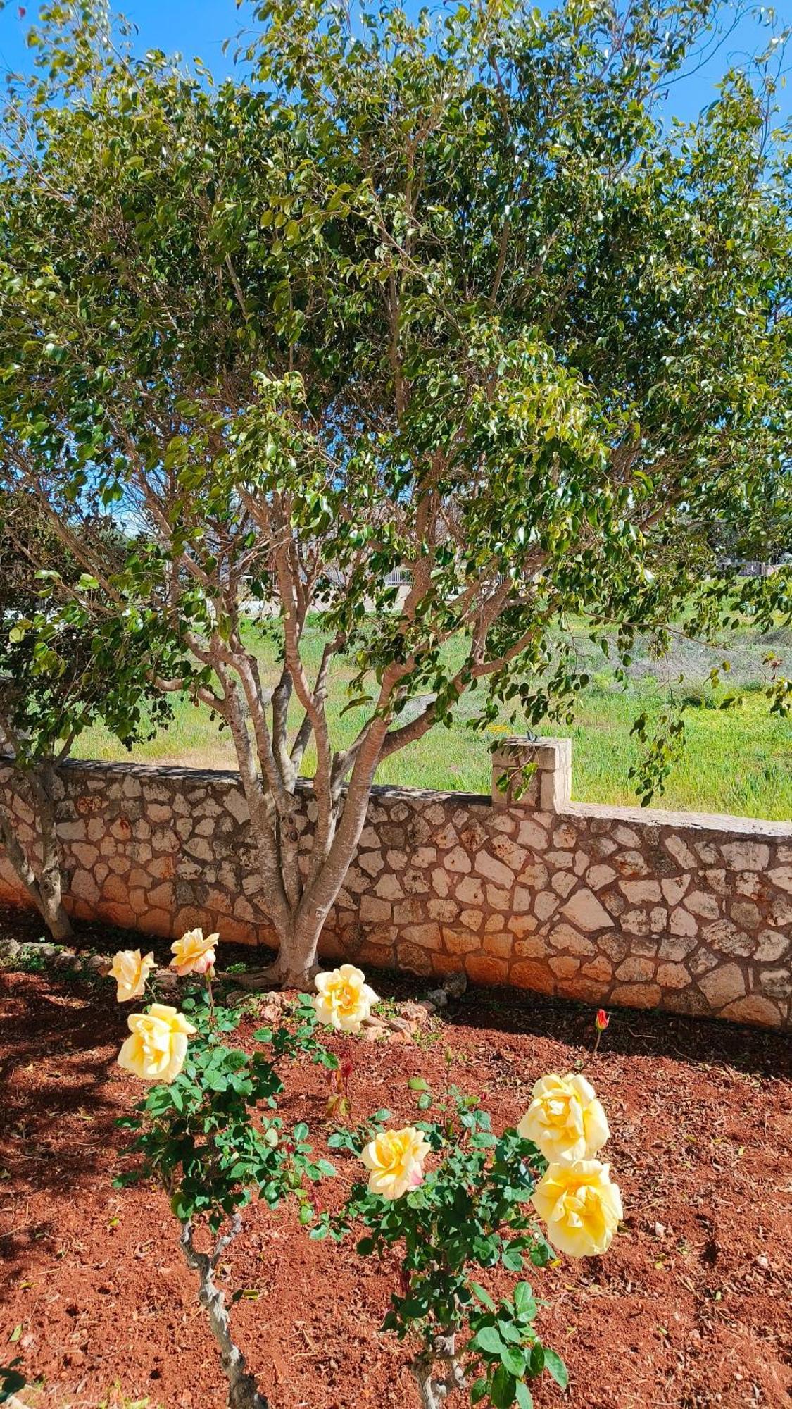 Tatil Evi Pazinos/neveli